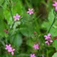 Dianthus armeria | Deptford Pink seeds