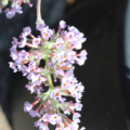 Buddleja agathosma | Cotton Candy Butterfly Bush plant