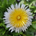 Taraxacum leucanthum | White & Yellow Dandelion seeds