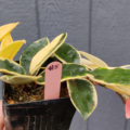 Hoya wax plant variegated