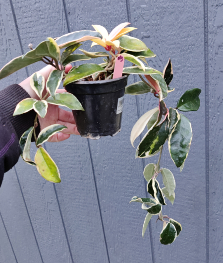 Hoya variegated wax plant