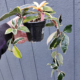 Hoya variegated wax plant