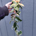 Hoya carnosa | Waxplant 'Tricolor'