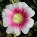 Alcea rosea 'Halo Blush' seeds