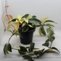 Hoya carnosa | Variegated Waxplant 'Tricolor' plant