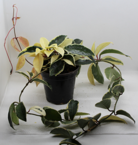 Hoya carnosa | Variegated Waxplant 'Tricolor' plant