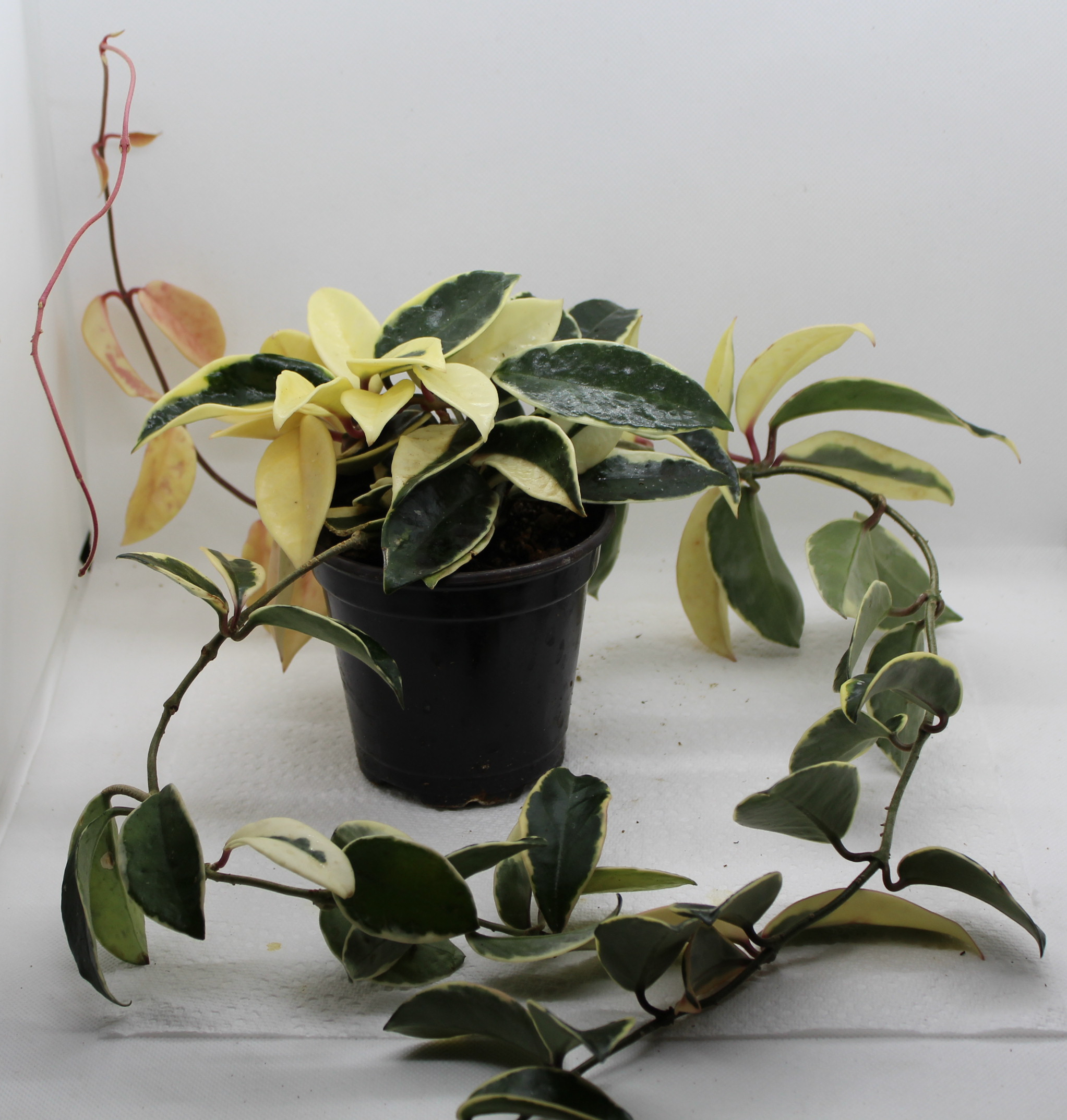 Wax Plant, Variegated – Thousand Flowers
