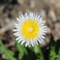 Taraxacum leucanthum | White & Yellow Dandelion