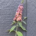 Buddleja hybrid | Butterfly Bush 'Bicolor' unrooted cuttings
