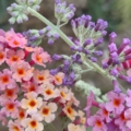 Butterfly Bush 'Bicolor' seeds
