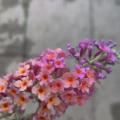 Buddleja hybrid | Butterfly Bush 'Bicolor'/[ 'Flower Power' plant