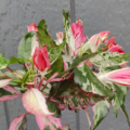 Hibiscus rosa-sinensis (Hibiscus cooperi) | 'Roseflake'