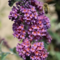Buddleja hybrid Butterfly 'Bush 'Bicolor'