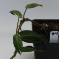 Velvet Leaf Variegated Philodendron 'Halo'
