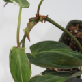  Philodendron micans | Velvet Leaf Variegated Philodendron 'Velvet Halo' plant
