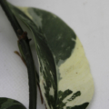 Epipremnum pinnatum | Pothos Dragons Tail 'Albo' plant
