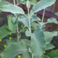 Buddleja cordata tomentella leaves