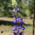 Lupinus mutabilis var. cruckshank | Andean Lupine 'Choquequirao Trail' flower