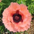 Oriental Poppy 'Princess Victoria Louise' seeds
