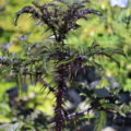 Solanum atropurpureum| Five Minute Plant 'Malevolence.