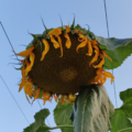 Mongolian sunflower seeds