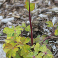 Aquilegia vulgaris var. vervaeneana | Common Columbine 'Woodside Variegata'