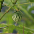 Solanum atropurpureum| seeds