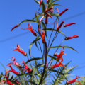 Lobelia aguana tropical flower seeds