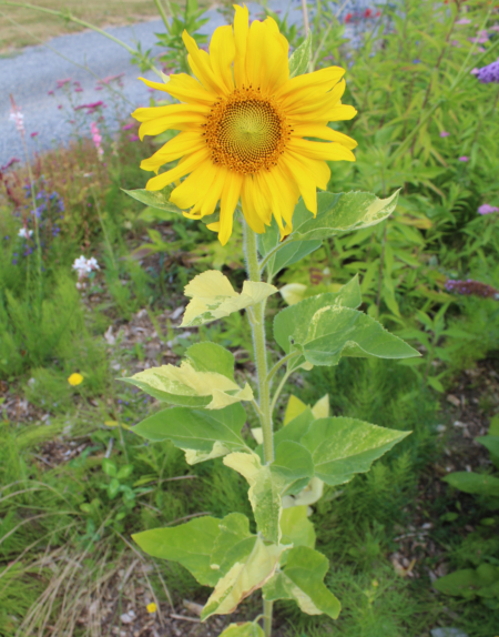 Variegated sunflower seeds- Sunspots