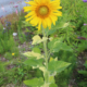 Variegated sunflower seeds- Sunspots