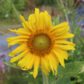 Helianthus annus Sunspots (Variegated sunflower)