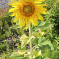 Sunflower 'Sunspots (Variegated)