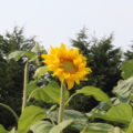 Helianthus annuus | Common Sunflower 'Mongolian Giant' seeds