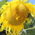 Titan Sunflower seeds