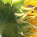 Variegated sunflower 'Sunspots'