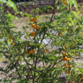 Solanum atropurpureum Maolvolence seeds