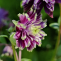 Columbine 'Royal Purple Tips seeds