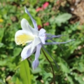 Aquilegia scopularum | Utah Columbine (white form) seeds