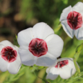 Flowering Flax Linum grandiflorum 'Bright Eyes' seeds