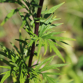 Artemisia vulgaris Mugwort seeds