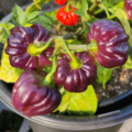 Bonnet Pepper 'Aji Cachucha Purple Splotched' seeds