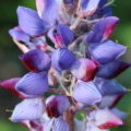 Lupinus benthamii | Spider Lupine rooted flowers