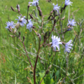 Cicerbita plumieri Hairless Blue Sow-thistle seeds