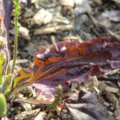 Purple Plantain seeds