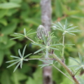 Spider Lupine Foliage
