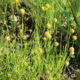 Helenium aromaticum or Cephalaphora aromatica | Aromatic Sneezeweed 'Pineapples'