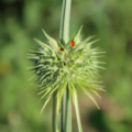 Lions Claw seeds
