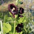 Alcea rosea | Common Hollyhock 'Black' seeds