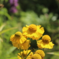 Yellow Sneezeweed flowers