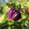 Capsicum chinense | Bonnet Pepper 'Aji Cachucha Purple Splotched' plant